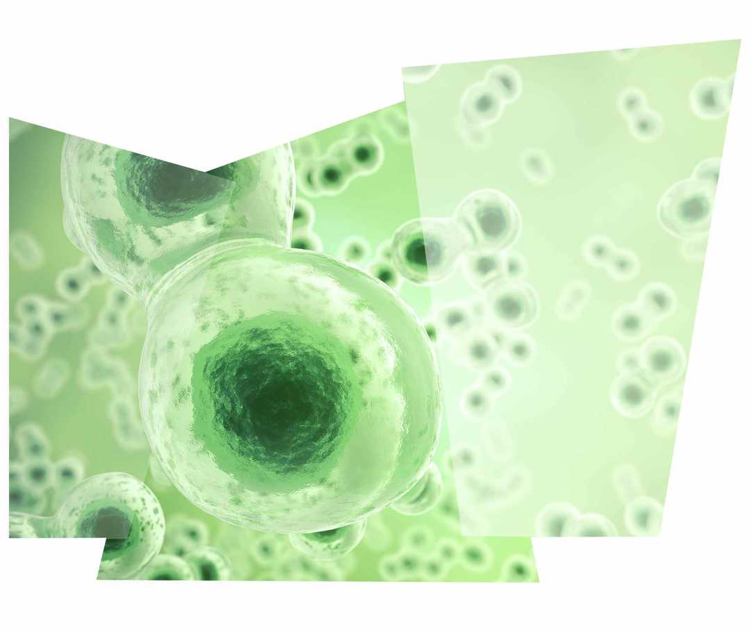 Leben mit NET: Interferone, körpereigene Eiweißstoffe, die Viren und Tumorzellen abwehren, unterm Mikroskop